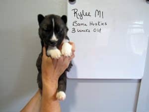 Agouti husky puppy for sale