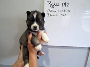Agouti husky puppy for sale