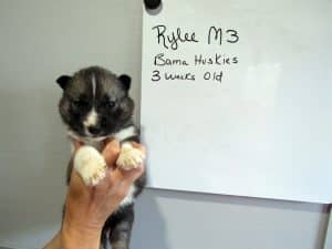 Agouti husky puppy for sale