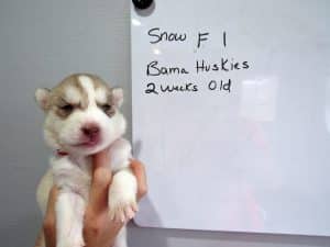 red and white husky puppy
