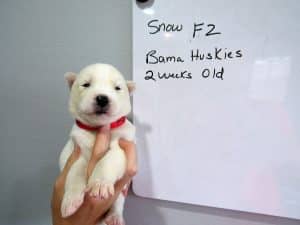 black and white husky puppy