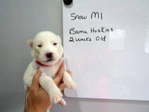 white husky puppy