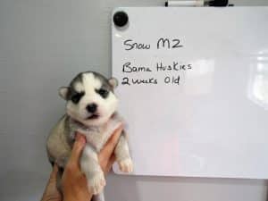 red and white husky puppy