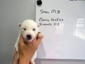 white husky puppy