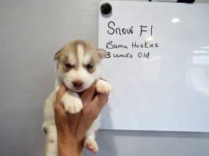 red and white husky puppy
