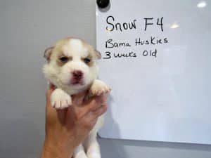 red and white husky puppy