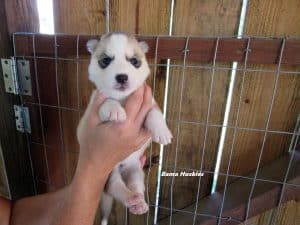 grey and white husky puppy