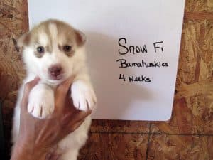 red and white husky