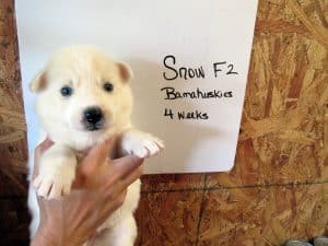 white husky puppy