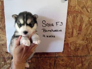 black and white husky puppy