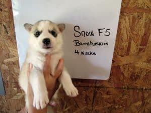 grey and white husky puppy