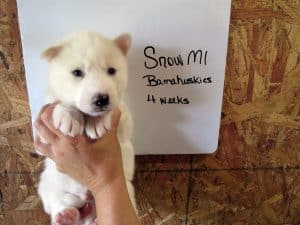 white husky puppy