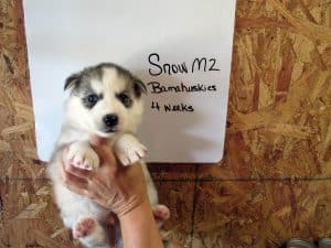 grey and white husky puppy
