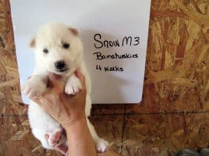 white husky puppy