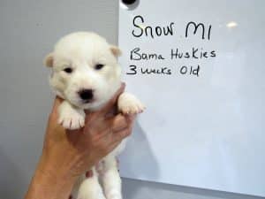 white husky puppy