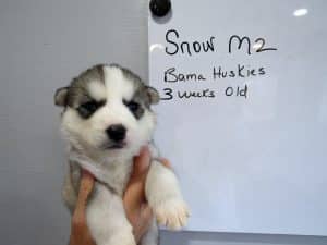 grey and white husky puppy