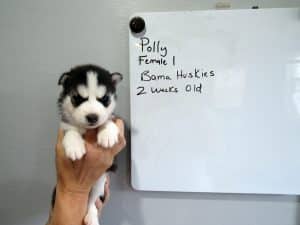 black and white husky puppy