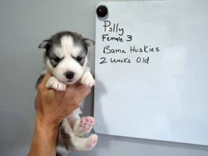 grey and white husky puppy