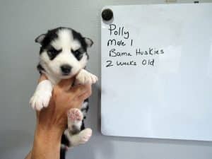 black and white husky puppy