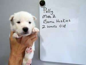 white husky puppy