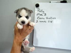 grey and white husky puppy
