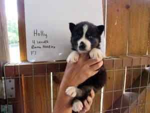 black and white Siberian husky puppy for sale