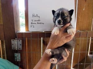 Agouti colored Siberian husky puppy for sale