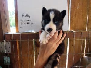 black and white Siberian husky puppy for sale