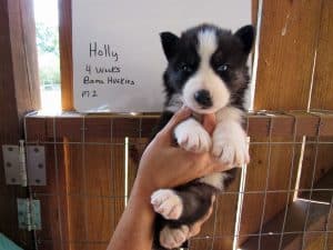 black and white Siberian husky puppy for sale