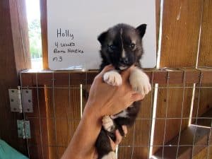 Agouti colored Siberian husky puppy for sale