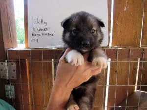 Agouti colored Siberian husky puppy for sale