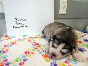 diluted black and white husky puppy