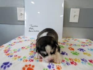 duluted black and white husky puppy