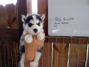 black and white husky puppy