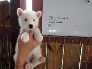 white husky puppy