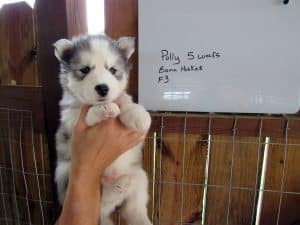 grey and white husky puppy