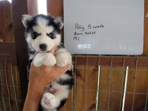 black and white husky puppy