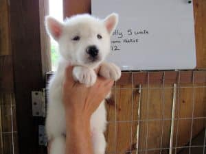 white husky puppy