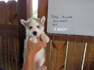 grey and white husky puppy