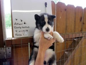 husky puppy black and white