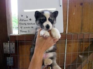 husky puppy grey and white