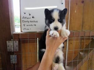 husky puppy black and white