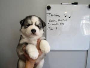 black and white husky puppy