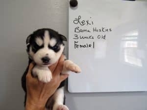 black and white Siberian husky puppy for sale