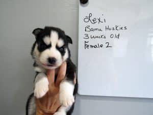 black and white Siberian husky puppy for sale