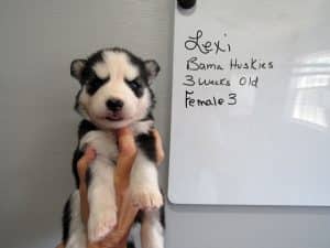 black and white Siberian husky puppy for sale