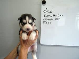 grey and white Siberian husky puppy for sale