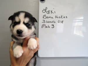 black and white Siberian husky puppy for sale