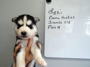 black and white Siberian husky puppy for sale
