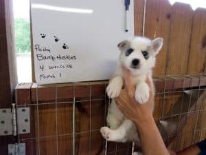 grey and white husky